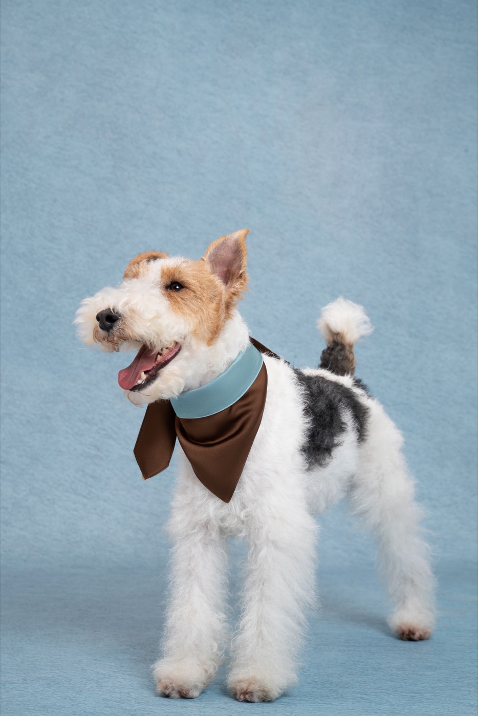 Dog wearing a Mocha Sky bandana